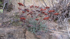 Crassula scabra