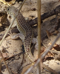 Gerrhosaurus nigrolineatus