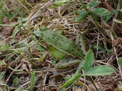 Pelophylax nigromaculatus