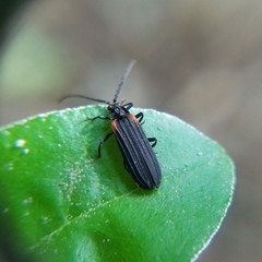 Greenarus thoracicus