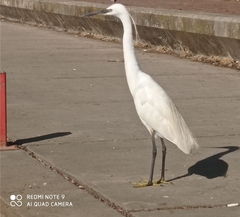 Egretta garzetta