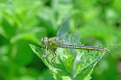 Gomphus pulchellus