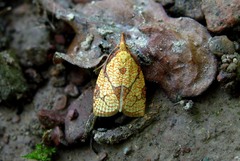 Cenopis reticulatana