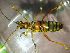 Dejanira quadripunctata