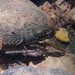 Ouachita Mountain Crayfish - Photo (c) Robby Deans, some rights reserved (CC BY-NC), uploaded by Robby Deans