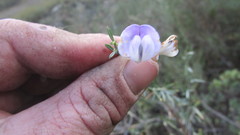 Psoralea verrucosa