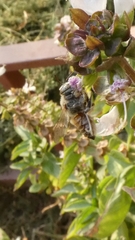 Megachile walkeri