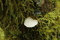 Favolaschia pustulosa