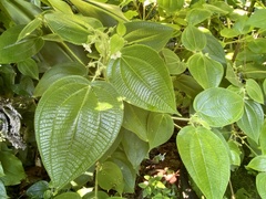 Miconia octona