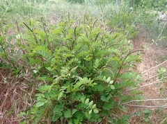 Amorpha fruticosa