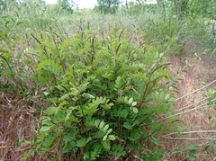 Amorpha fruticosa