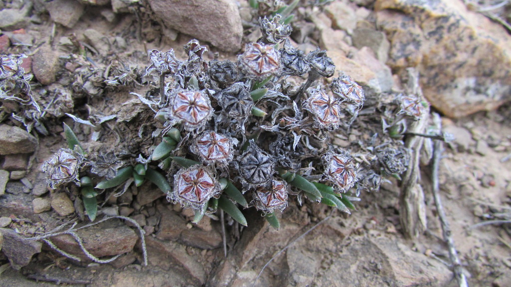 Antimima saturata, Breede River DC, South Africa