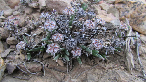 Antimima saturata