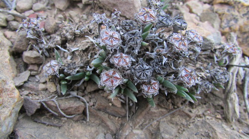 Antimima saturata