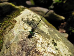 Stylogomphus sigmastylus