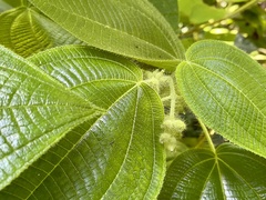 Miconia octona