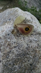 Automeris cecrops pamina