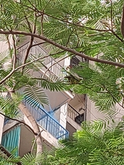 Treron phoenicopterus