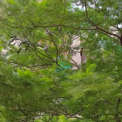 Treron phoenicopterus