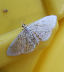 Anania quebecensis