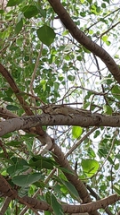 Funambulus pennantii