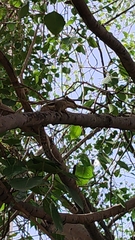 Funambulus pennantii