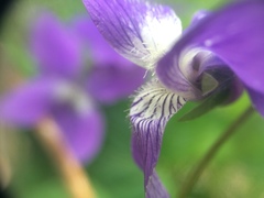 Viola septentrionalis