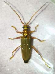 Dejanira quadripunctata
