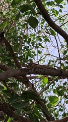 Funambulus pennantii