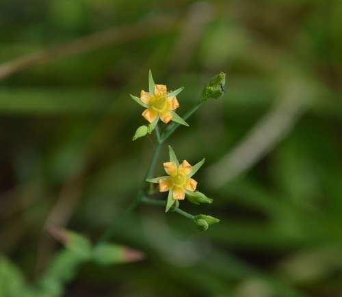 Claspingleaf St. Johnswort (Hypericum gymnanthum)
