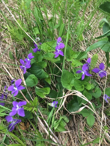 Image of Viola septentrionalis by no rights reserved