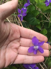 Viola septentrionalis