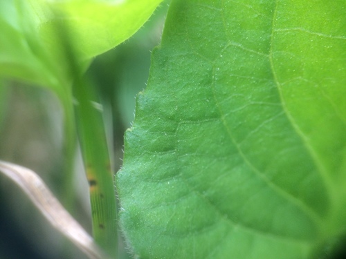 Image of Viola septentrionalis by no rights reserved
