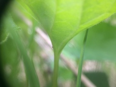 Viola septentrionalis