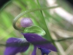 Viola septentrionalis