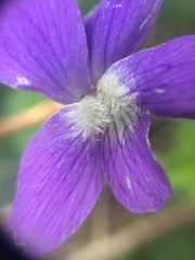 Viola septentrionalis