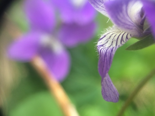 Image of Viola septentrionalis by no rights reserved