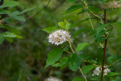 Spiraea chamaedryfolia
