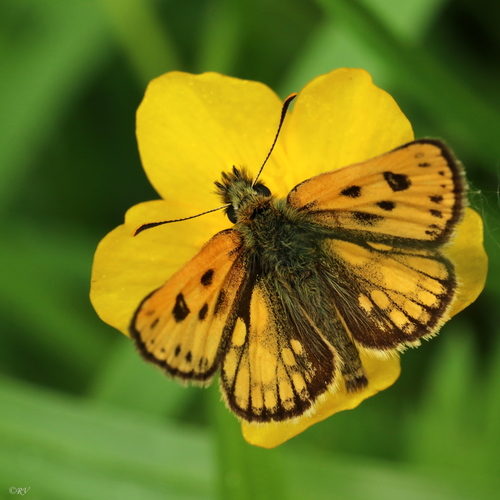 Geltonmargė Hesperija nuotrauka