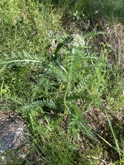 Achillea millefolium