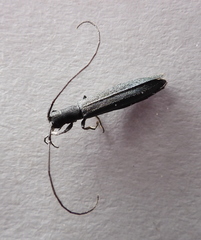Theophilea subcylindricollis