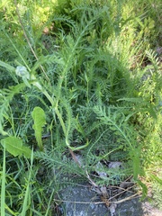 Achillea millefolium