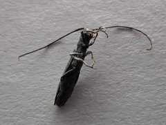 Theophilea subcylindricollis