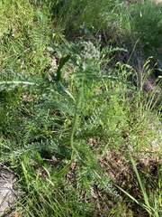 Achillea millefolium