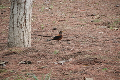 Turdus rubrocanus