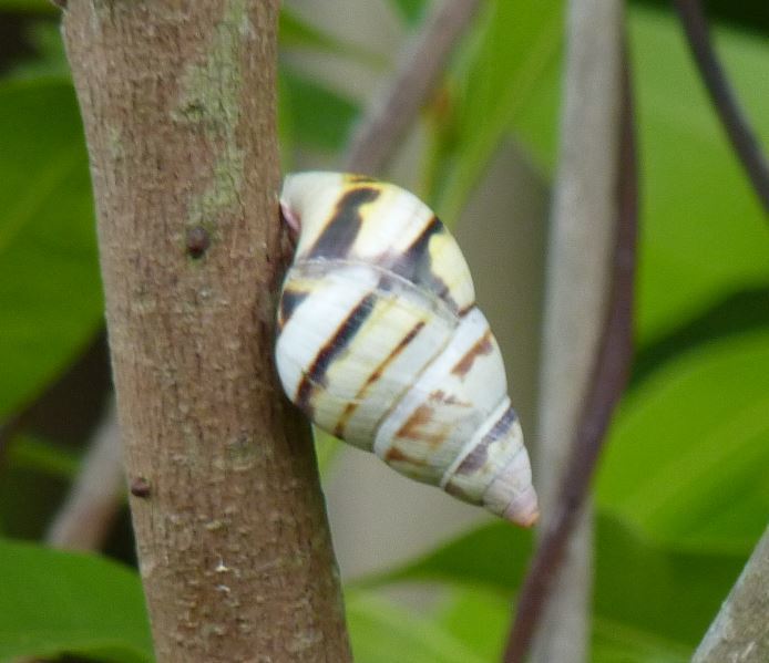 Florida Tree Snail from Florida, MiamiDade, Everglades National Park