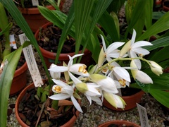 Coelogyne hirtella
