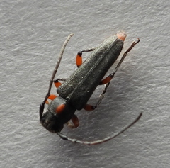 Phytoecia pustulata