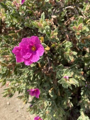 Cistus