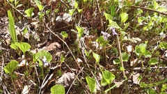 Viola epipsiloides
